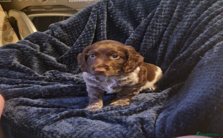 Cocker Spaniel dogs - Advert 15
