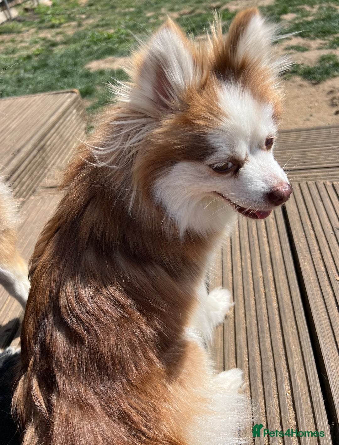 Pomsky dogs for sale: 3 Pomsky Adults  - Image 3