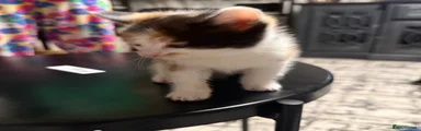 Calico girl 1