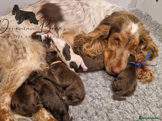 Cocker Spaniel dogs FULLY Health tested English Cocker Spaniel puppies - Advert 2