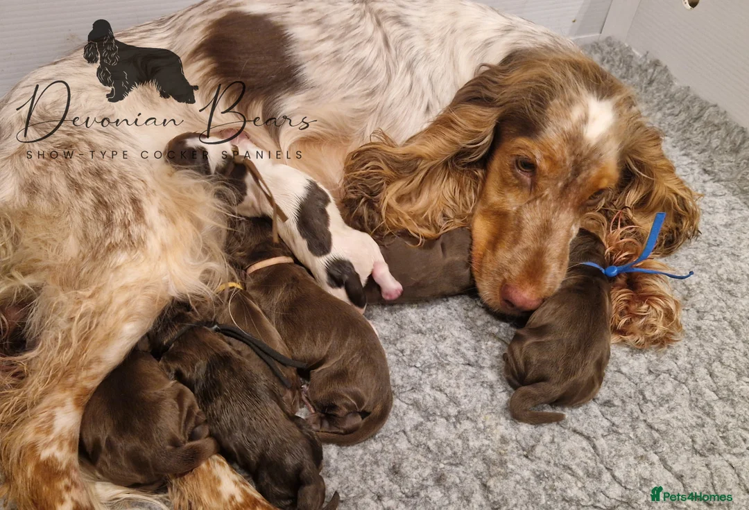 Cocker Spaniel dogs for sale: FULLY Health tested English Cocker Spaniel puppies - Advert 1