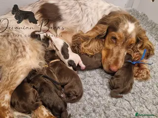 Cocker Spaniel dogs FULLY Health tested English Cocker Spaniel puppies - Advert 9