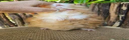 Guinea Pig rodents for sale: Gorgeous Minipli sow gold and white girl ready now - Advert 6