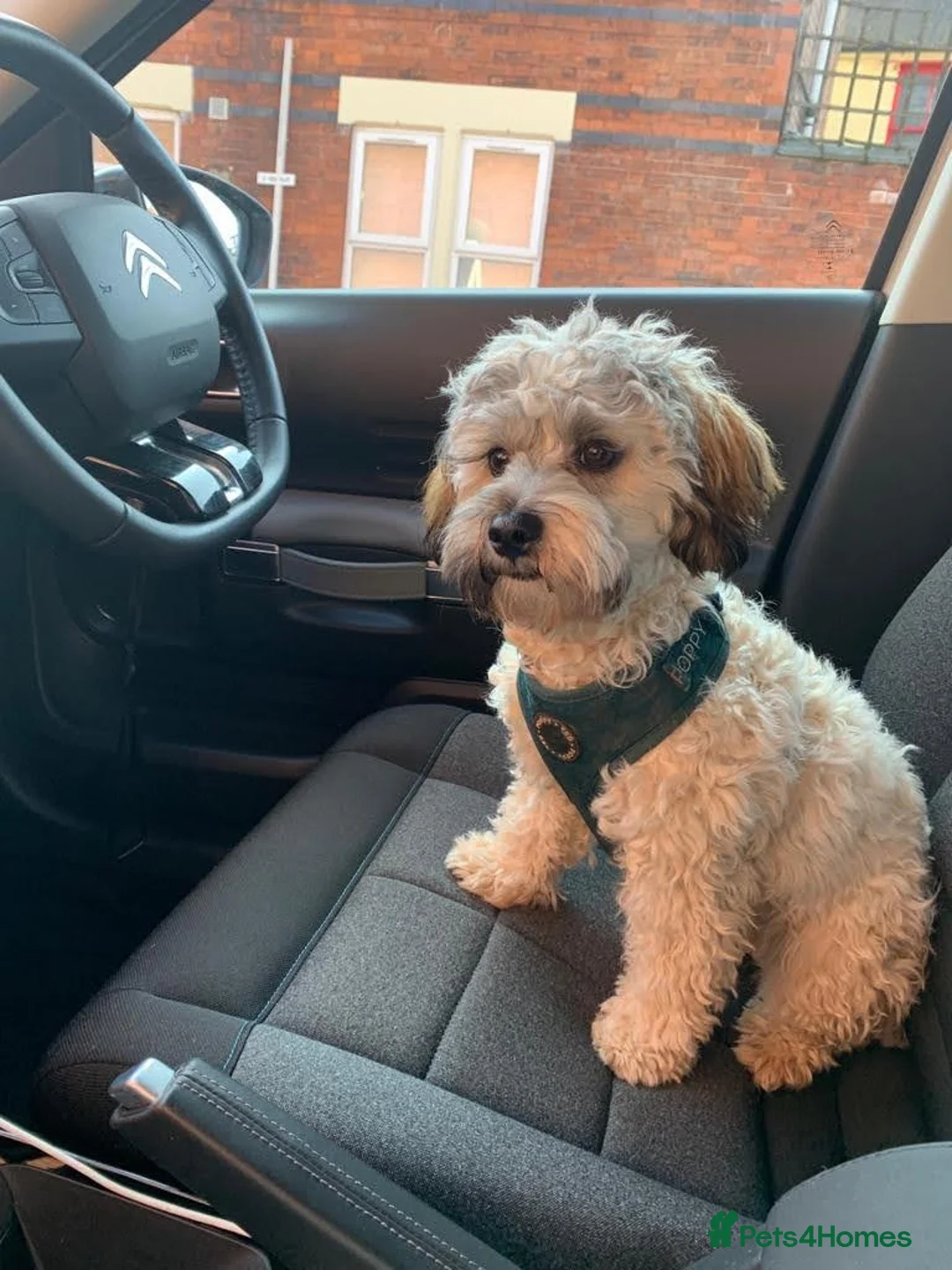 Shihpoo dogs for stud: Otis in Derby - Advert 2