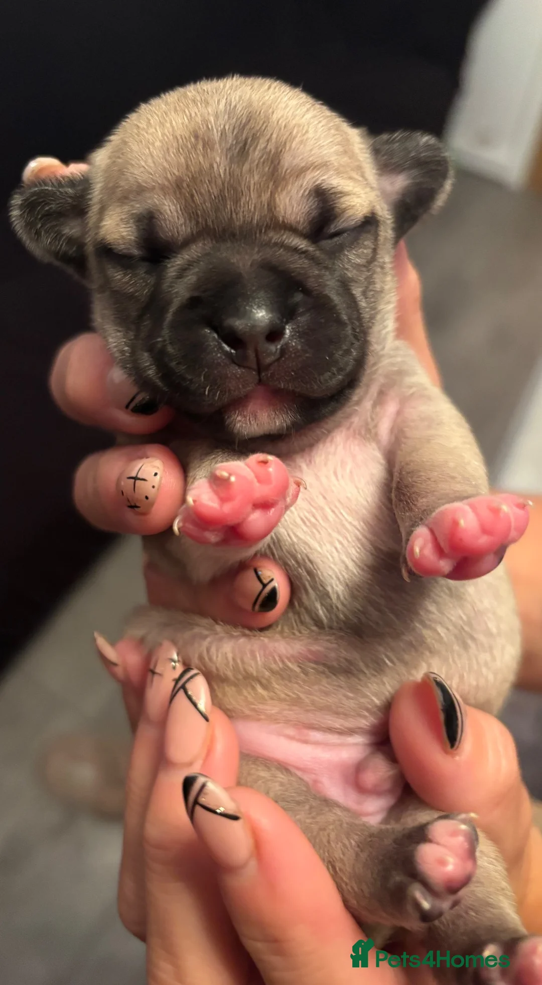 Mixed Breed dogs for sale: French bulldog x chihuahua babies  - Advert 18