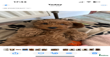 Cockapoo dogs - Advert 7