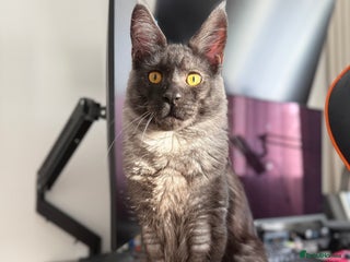 Maine Coon cats - Advert 24