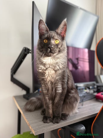 Maine Coon cats - Advert 1