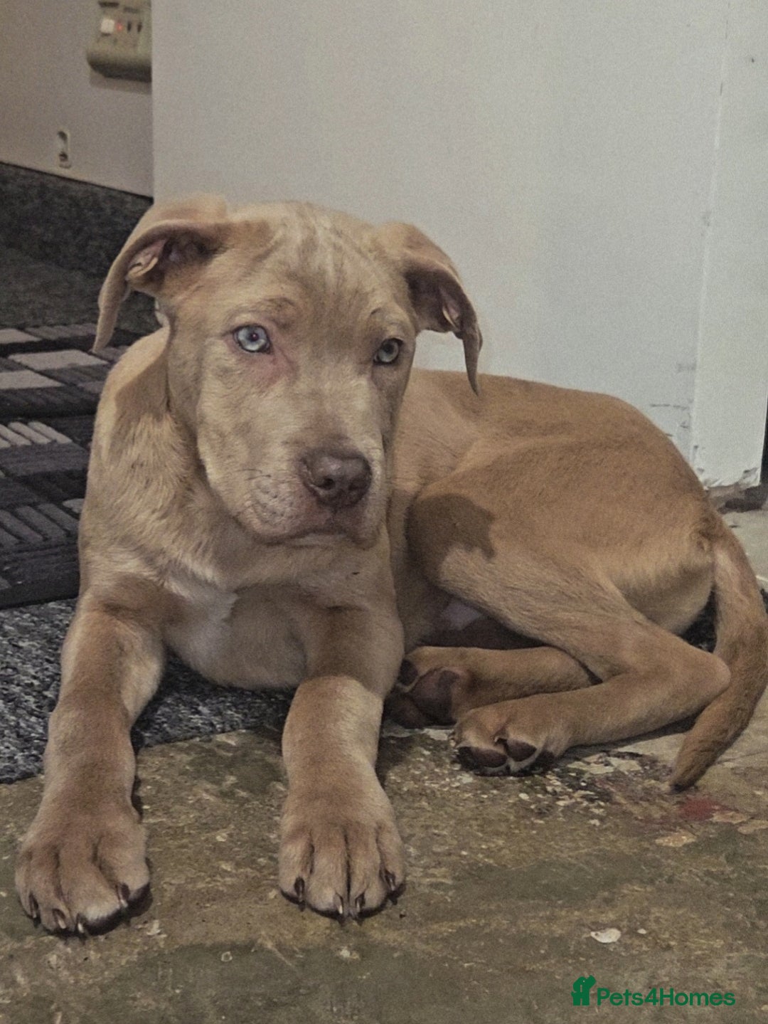 Mixed Breed dogs for sale: Cane Corso/Presa Canario Molloser dogs  - Advert 6