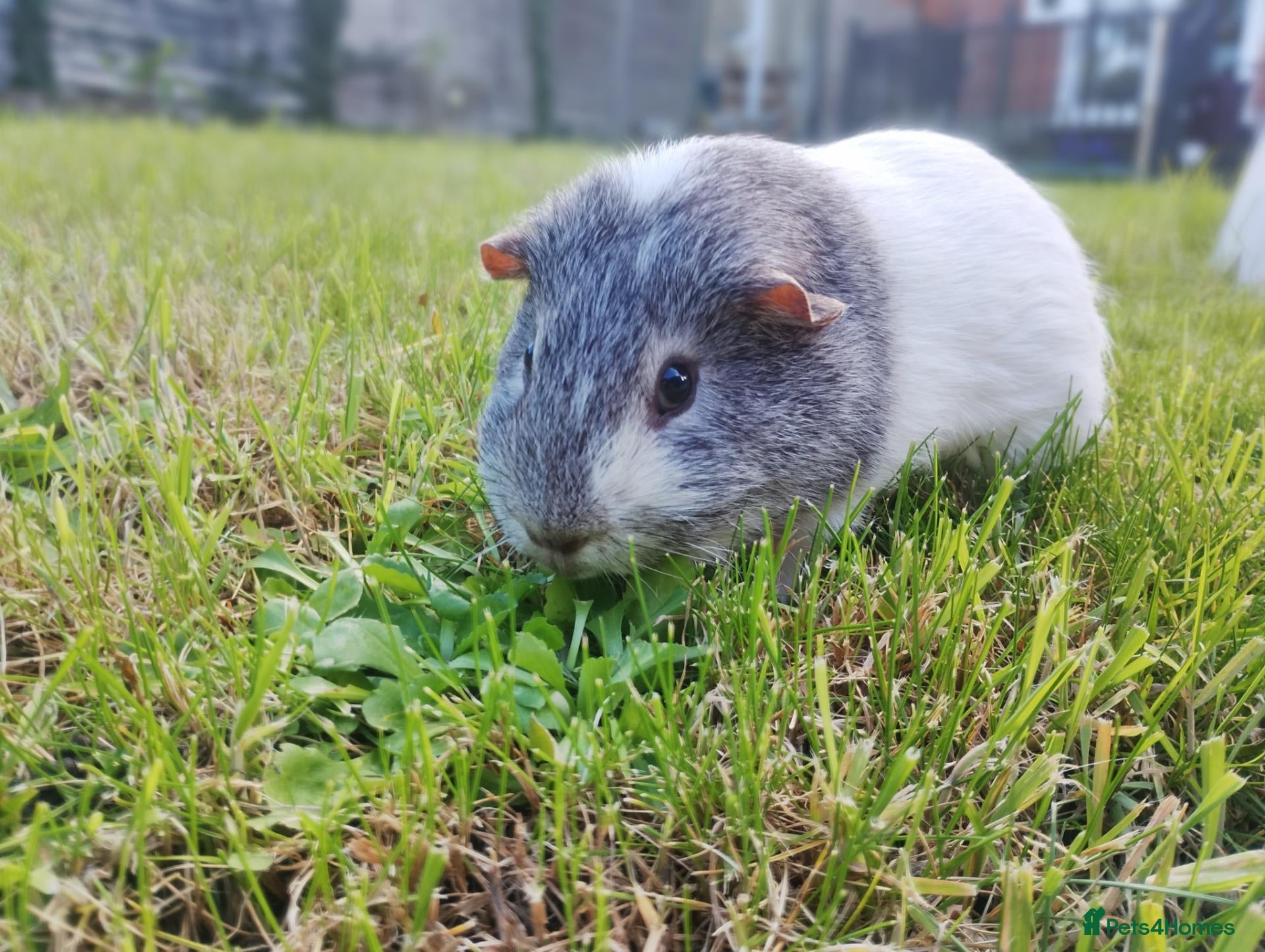 Guinea Pig rodents for sale: For sale male short-haired guinea pig - Advert 5