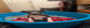 Italian Greyhound 5