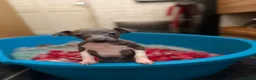 Italian Greyhound dogs for sale: Italian Greyhound puppies ready to leave  - Advert 14