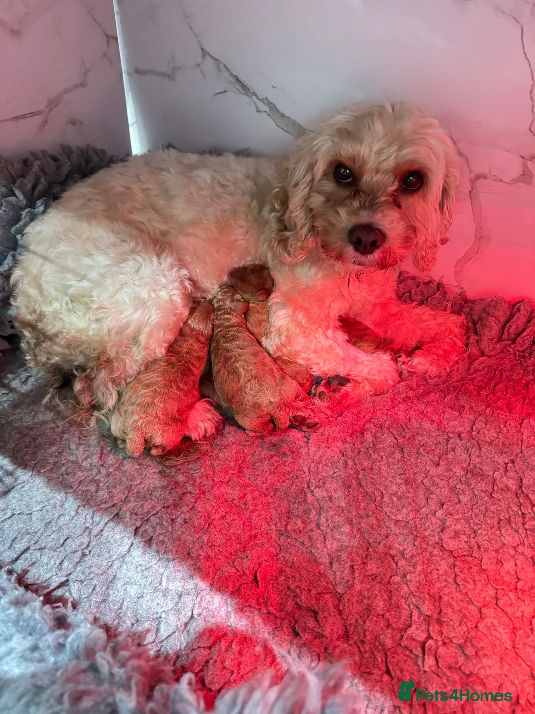 Cavapoo dogs for sale: F1b cavapoo puppies - Advert 10