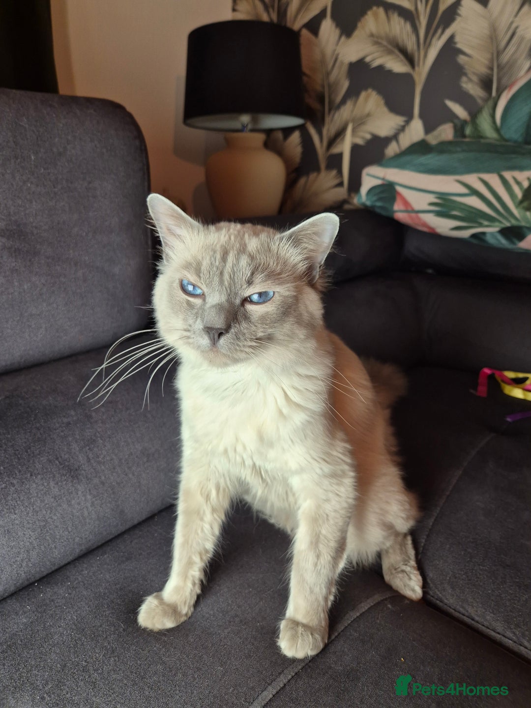 Ragdoll cats for sale: Purebred Ragdoll Kittens 13 Weeks 1 Male 3 Females - Advert 2