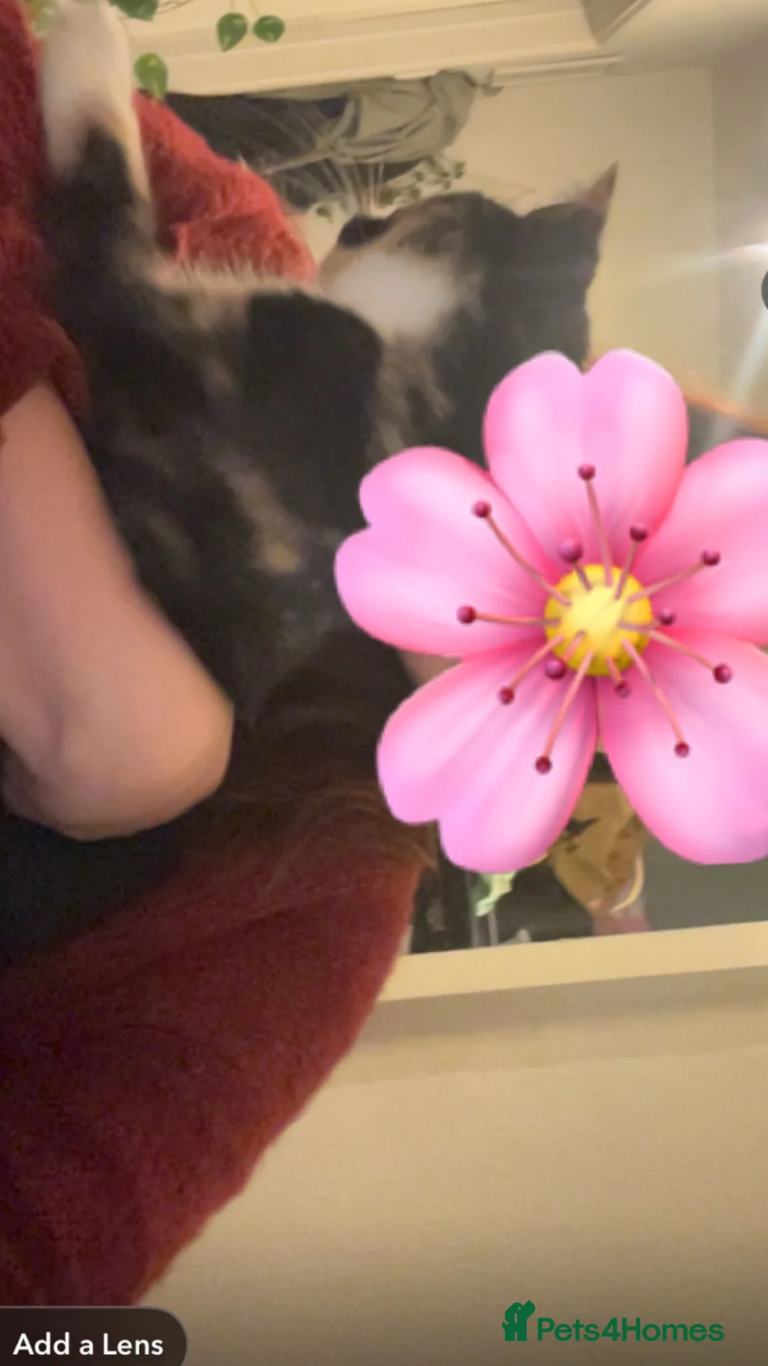 Domestic Shorthair cats for sale: tortie girl 🩷 - Advert 4