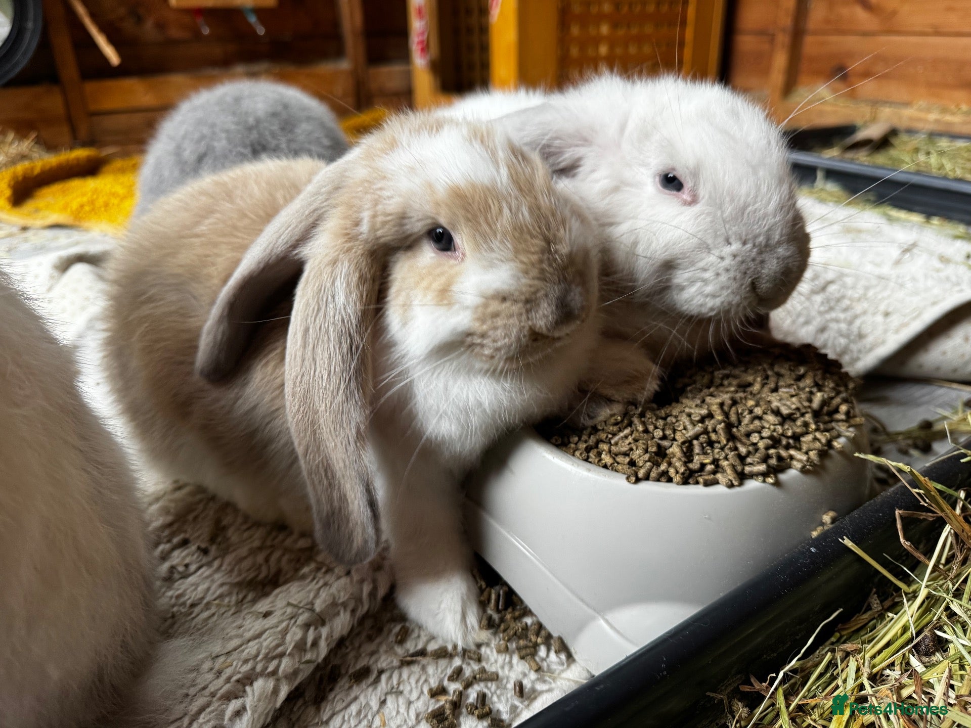 French Lop rabbits 🩷 French Lop Kits ready to leave tomorrow 🩷 - Advert 1