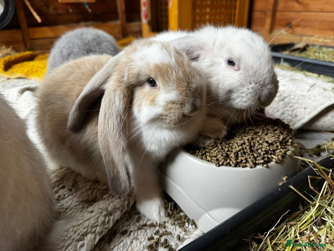 French Lop rabbits for sale: 🩷 French Lop Kits ready to leave tomorrow 🩷 - Advert 1