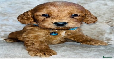 Cockapoo dogs Miniature red toy cockapoos - Advert 4