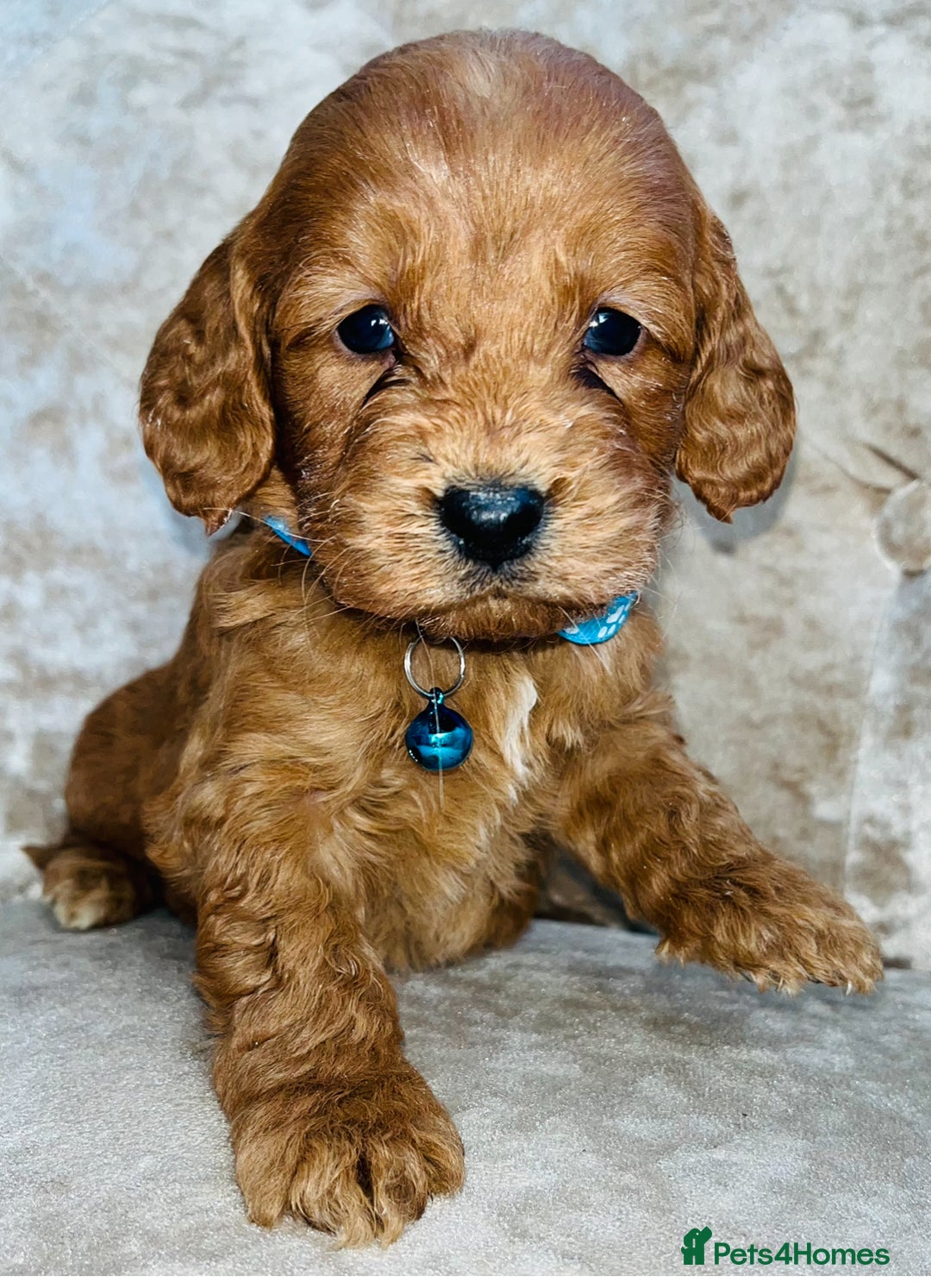 Cockapoo dogs for sale: Miniature red toy cockapoos - Advert 3