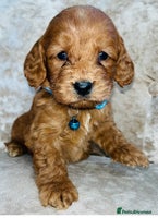 Cockapoo dogs Miniature red toy cockapoos - Advert 4