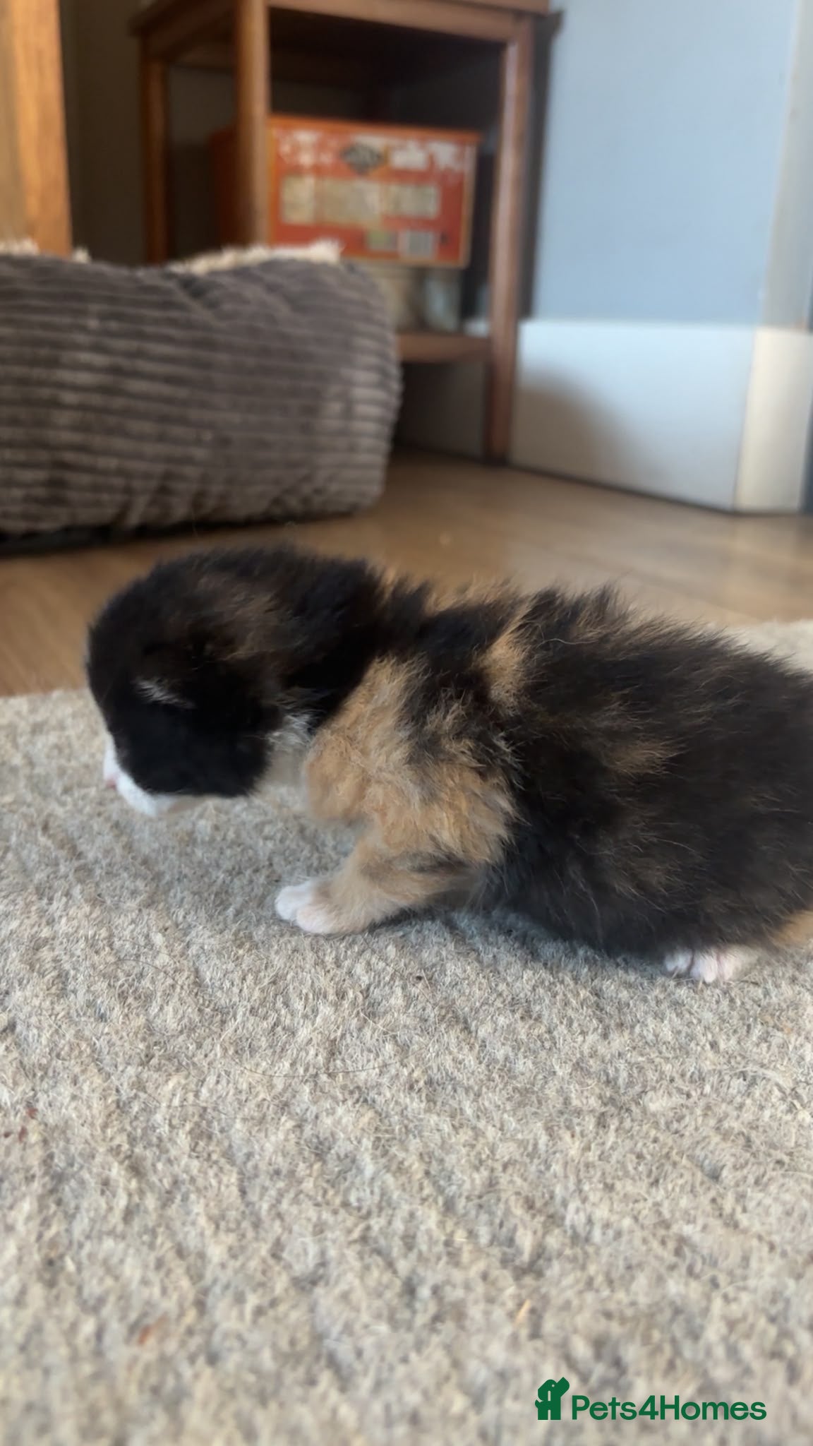 Mixed Breed cats for sale: Gorgeous tri coloured kittens - Advert 5