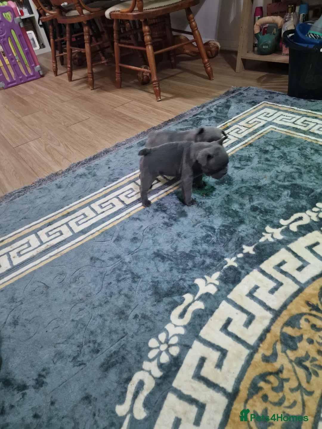 French Bulldog dogs for sale: Beautiful blue french bulldogs puppies  - Advert 10