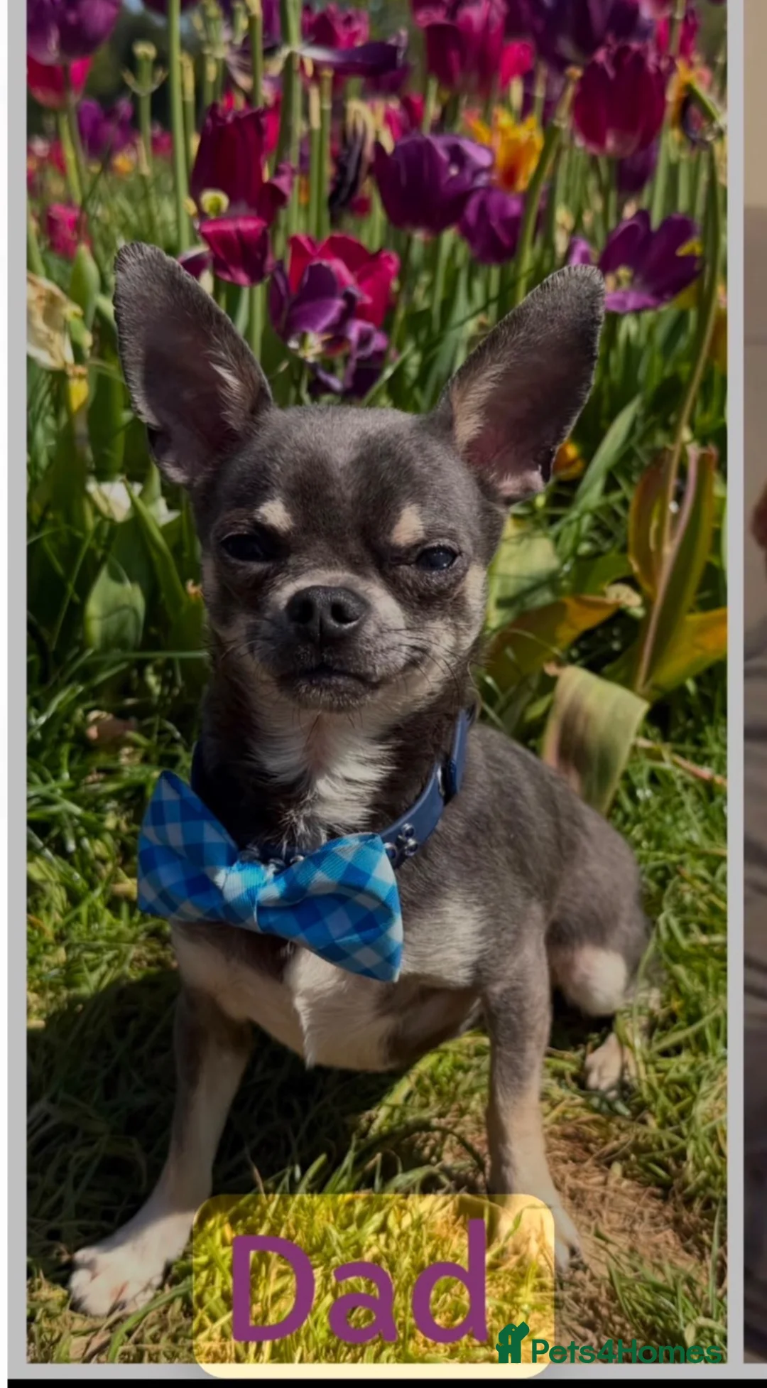 Chihuahua dogs for sale: Full chihuahua puppies  - Advert 15