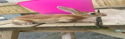 Rex rabbits for sale: Pure bred mini Rex 🐰  - Advert 5