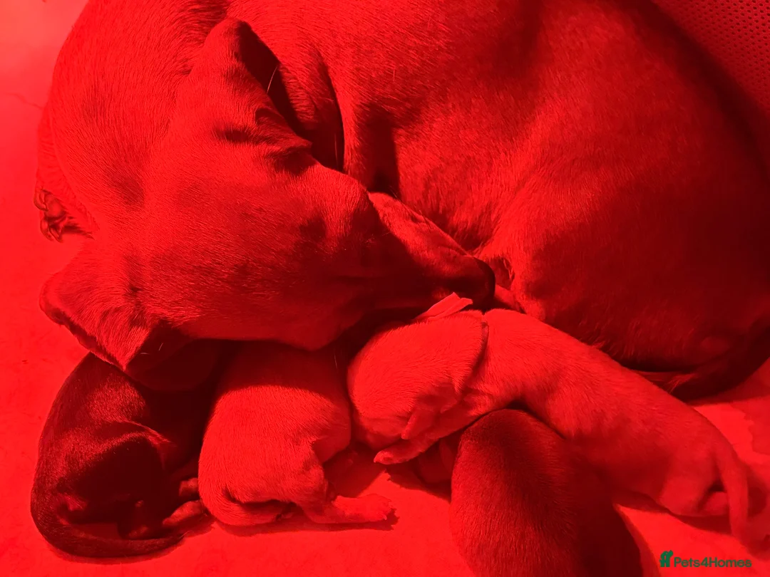 Miniature Dachshund dogs for sale: Smooth Haired Miniature Dachshund Puppies - Advert 9