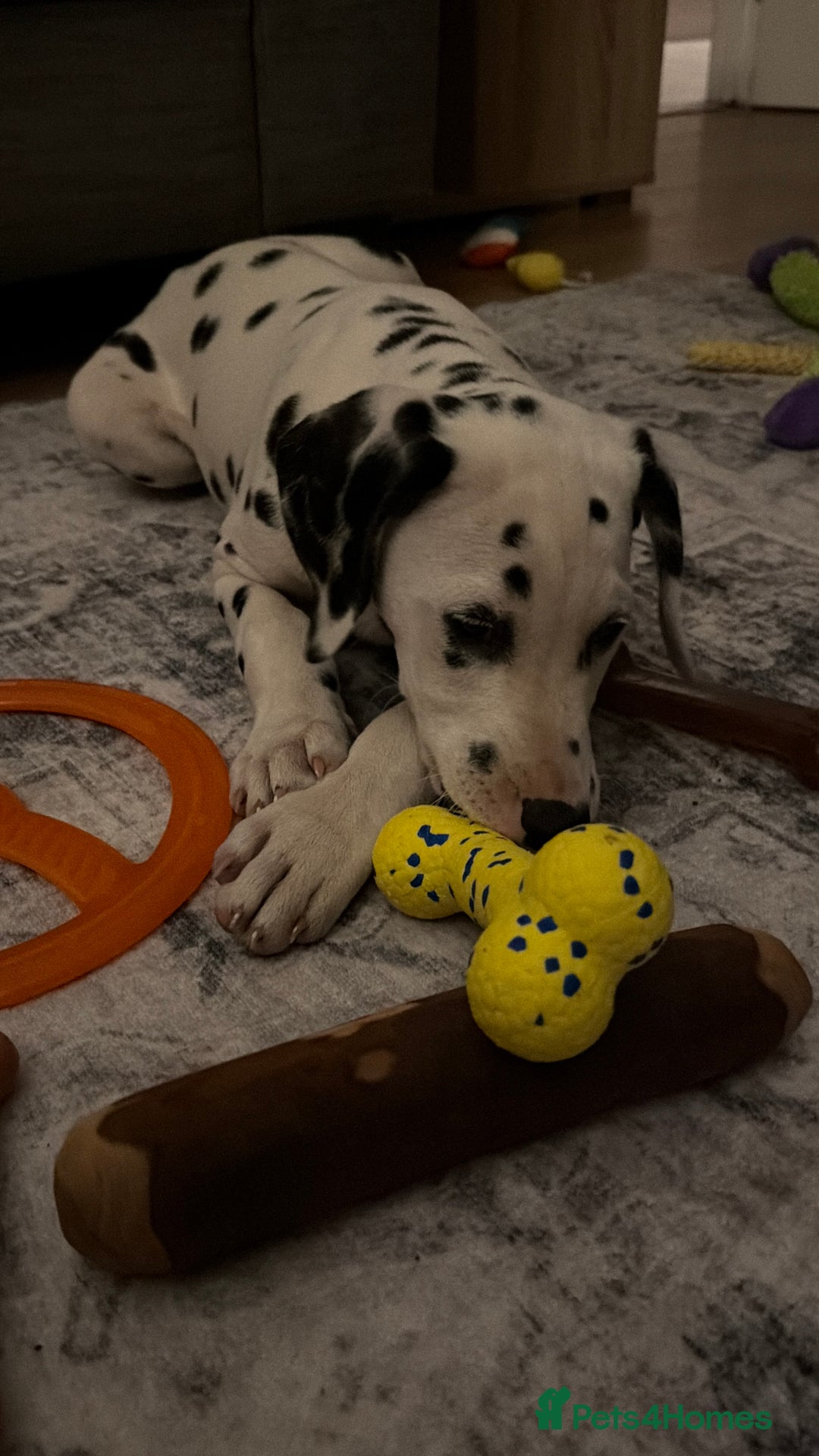 Dalmatian dogs for sale: Male KC Registered Dalmatian Puppy - Advert 5
