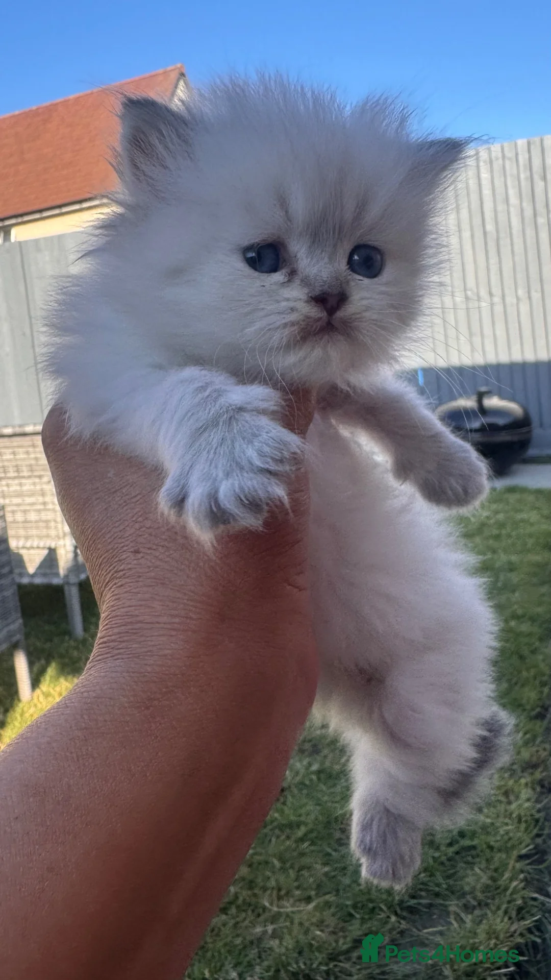 British Shorthair cats for sale: Stunning Blue-Eyed British Kittens - Advert 1
