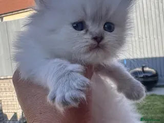 British Shorthair cats Stunning Blue-Eyed British Kittens - Advert 16