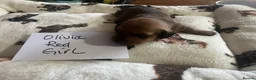 Dachshund dogs for sale: Dachshund-Miniature Smooth  - Advert 4