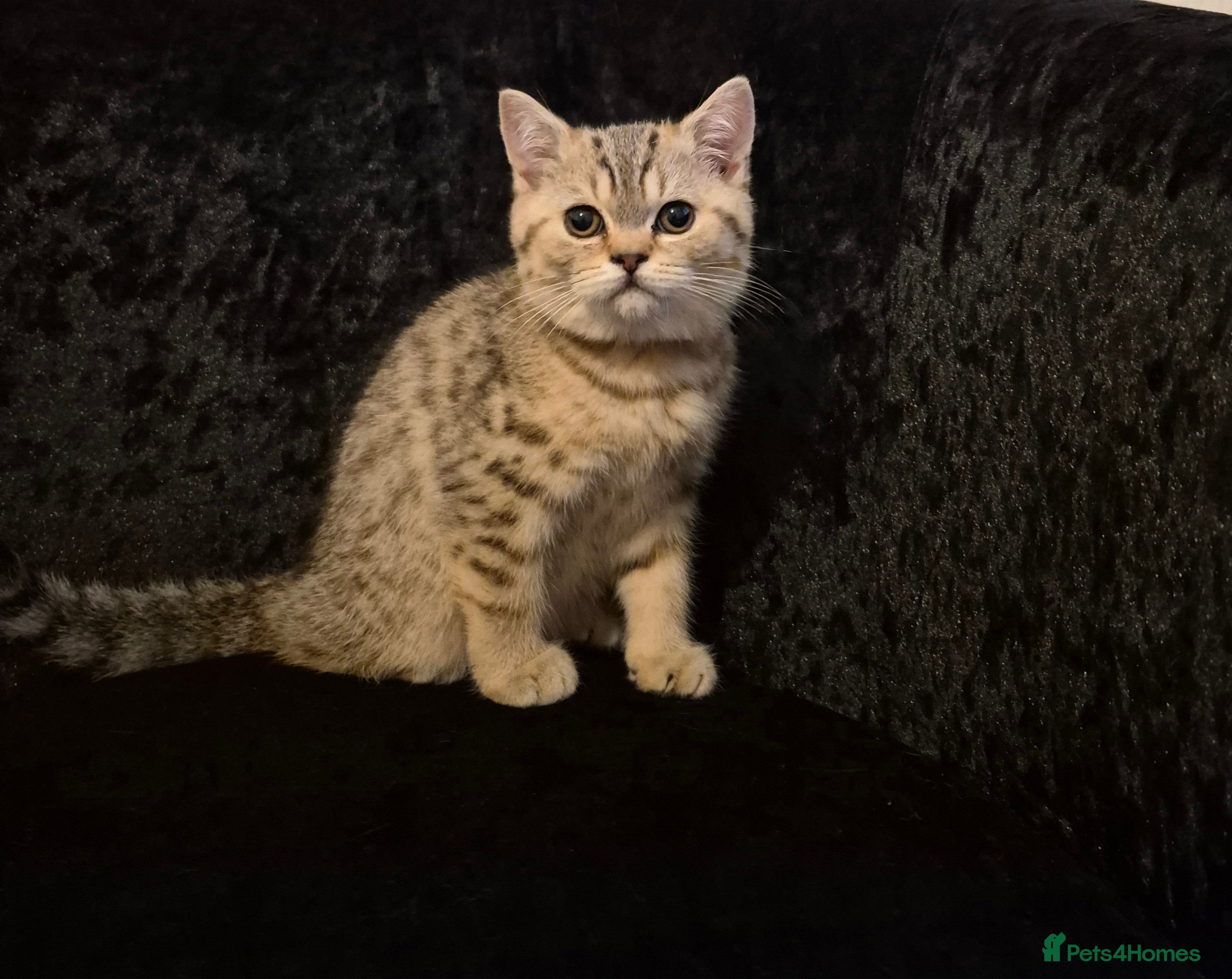 British Shorthair cats 2 Stunning full BSH kittens available - Advert 1