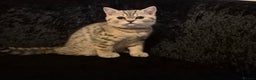 British Shorthair cats for sale: 2 Stunning full BSH kittens available - Advert 1