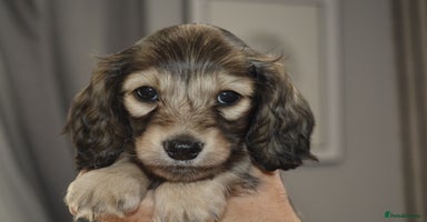 Miniature Dachshund dogs - Advert 2