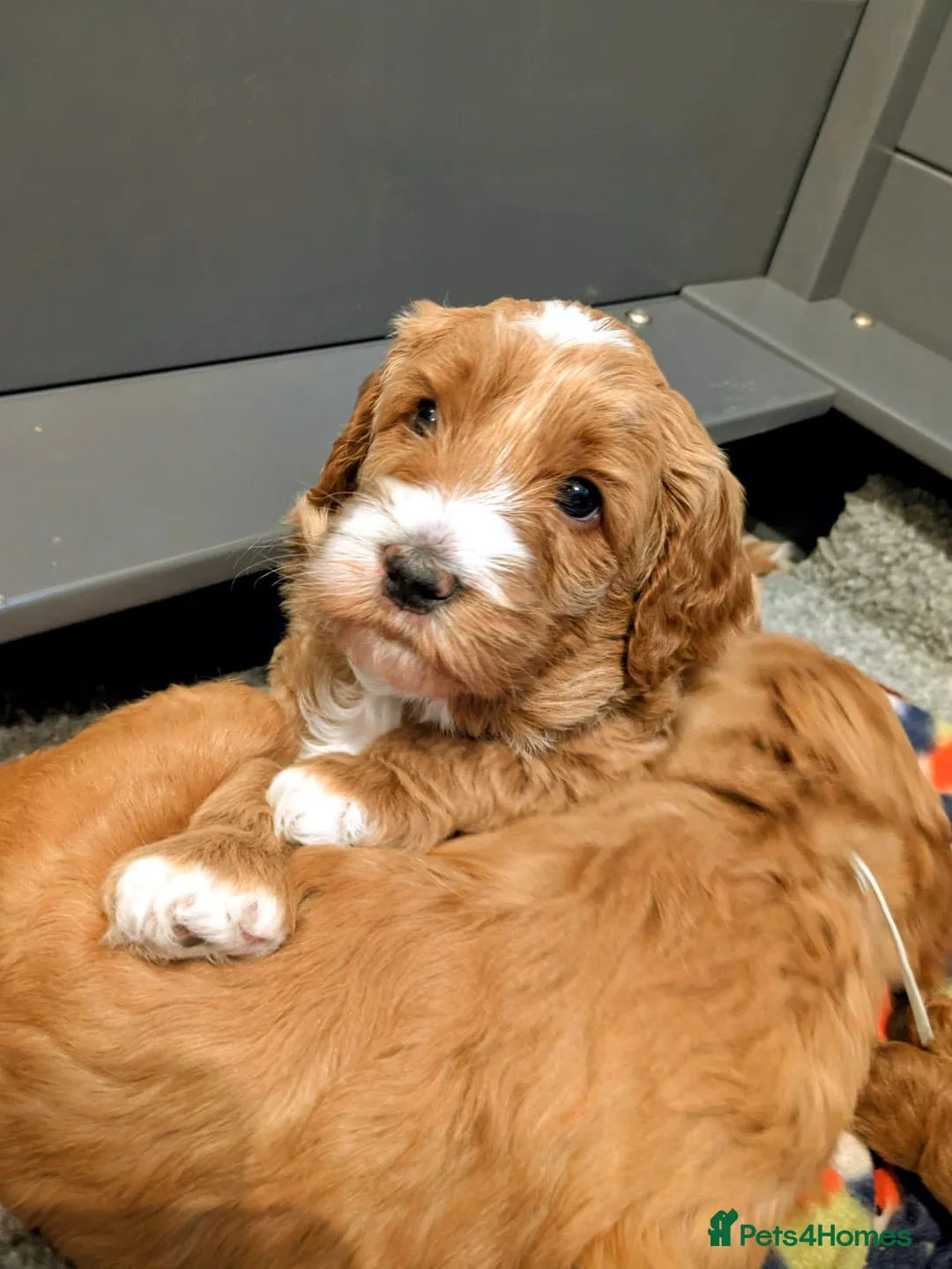 Australian Labradoodle dogs for sale: WAITING LIST Australian Labradoodles - RED & TUX  - Advert 13