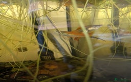 Swordtails fish for sale: Large amount of Swordtails (price negotiable) - Image 3