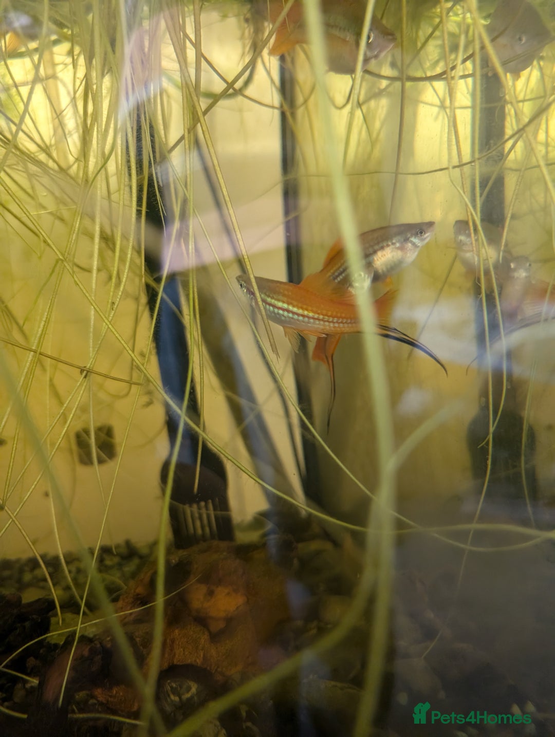 Swordtails fish for sale: Large amount of Swordtails (price negotiable) - Image 3