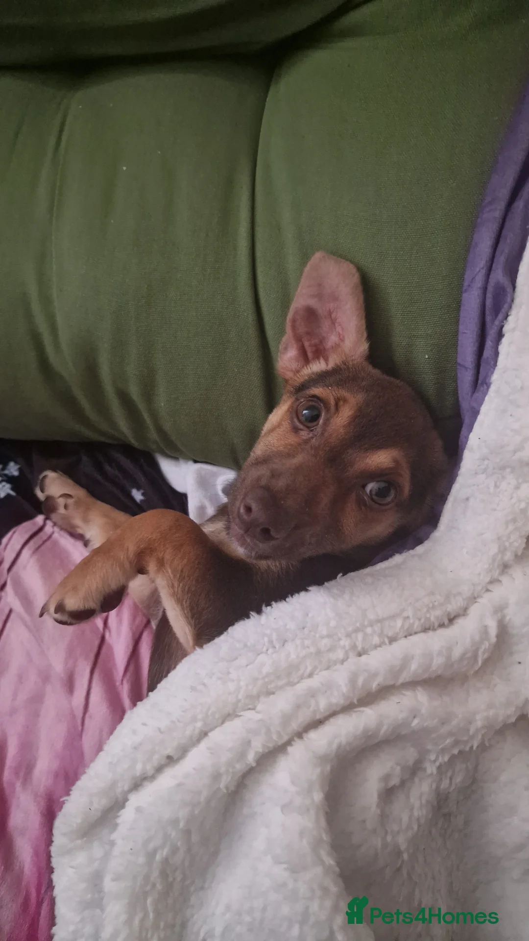 Jack Russell dogs for sale: Dobby is looking for a new family - Advert 4
