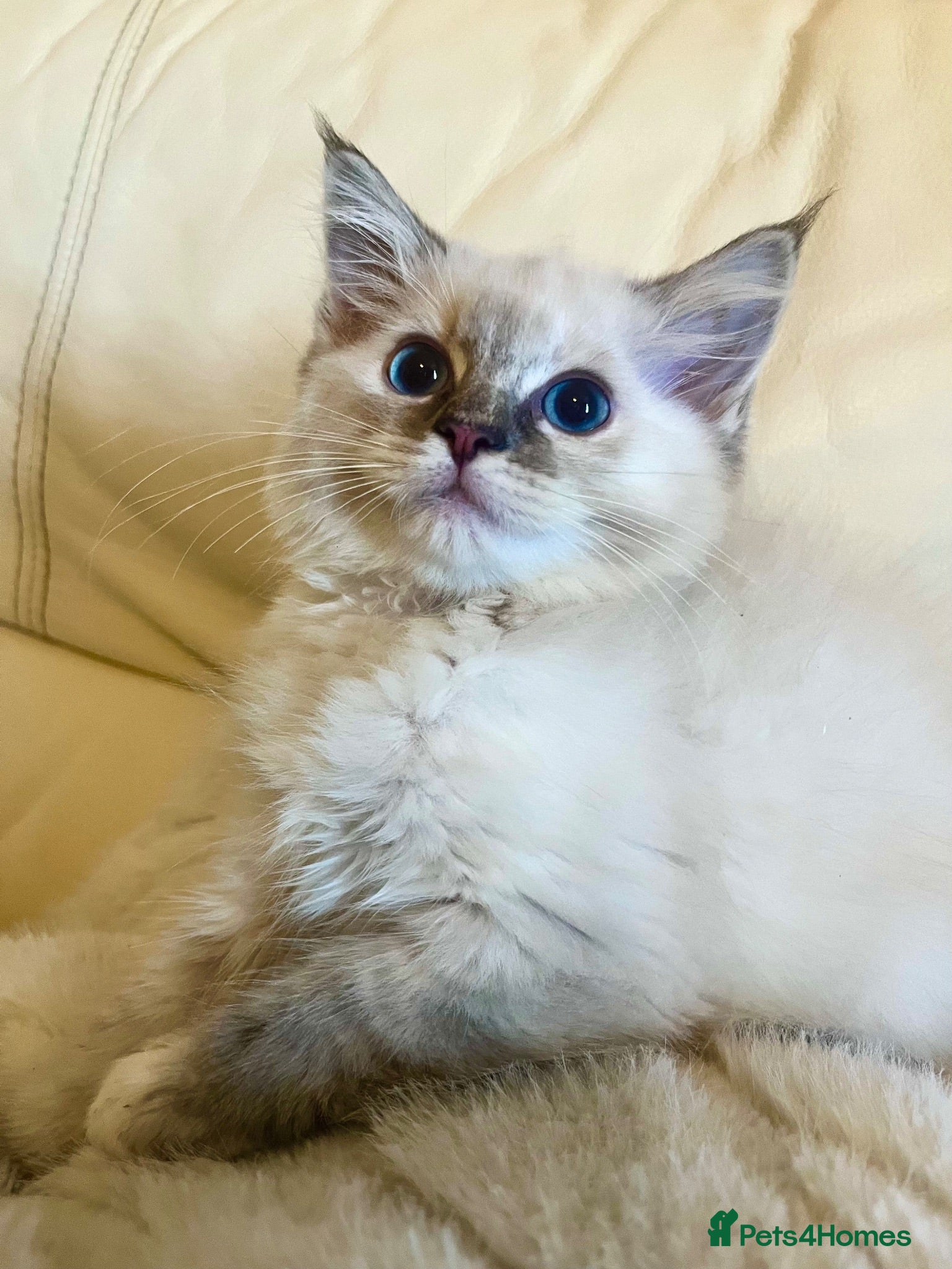 Ragdoll cats 1 stunning girl available  - Advert 1