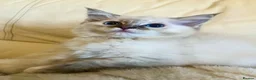Ragdoll cats for sale: 3 stunning ragdoll girls available  - Advert 7