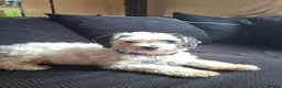 Cockapoo dogs for sale: Georgous male cockerpoo in Chesterfield - Advert 3