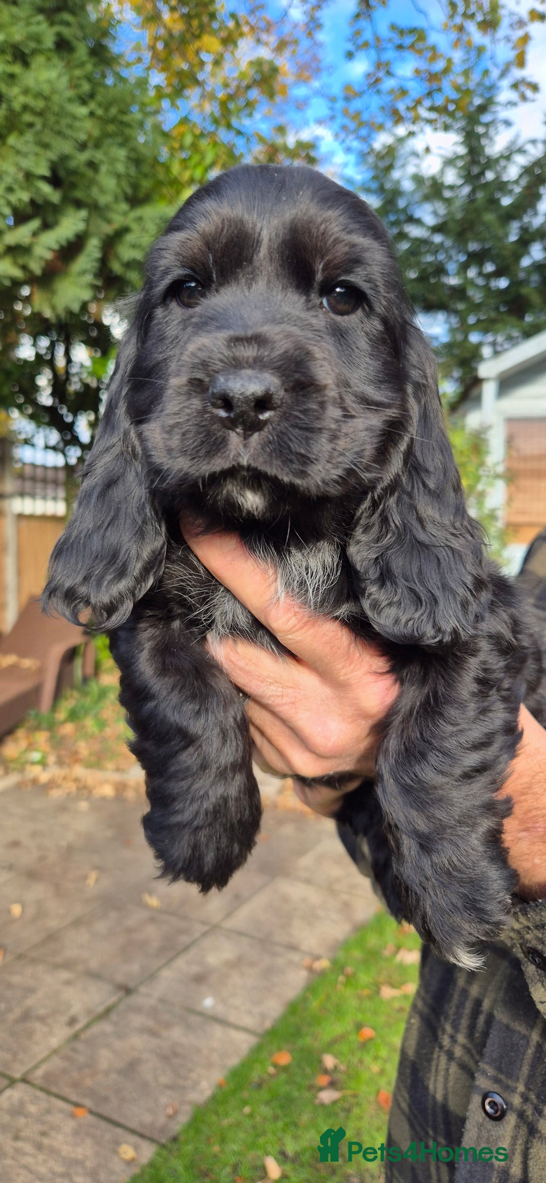 Cocker Spaniel dogs for sale: READY NOW A stunning litter of spaniels  - Advert 19