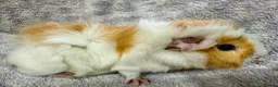 Guinea Pig rodents for sale: Beautiful Guinea Pigs Available - Advert 9