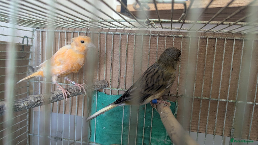 Canaries birds for sale: Urgent home needed canaries  - Image 2