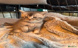 Mixed Breed cats for sale: Maine coon x Scottish fold kittens - Image 20
