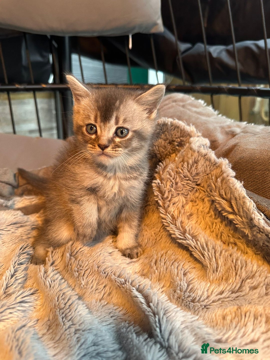Mixed Breed cats for sale: Maine coon x Scottish fold kittens - Image 20