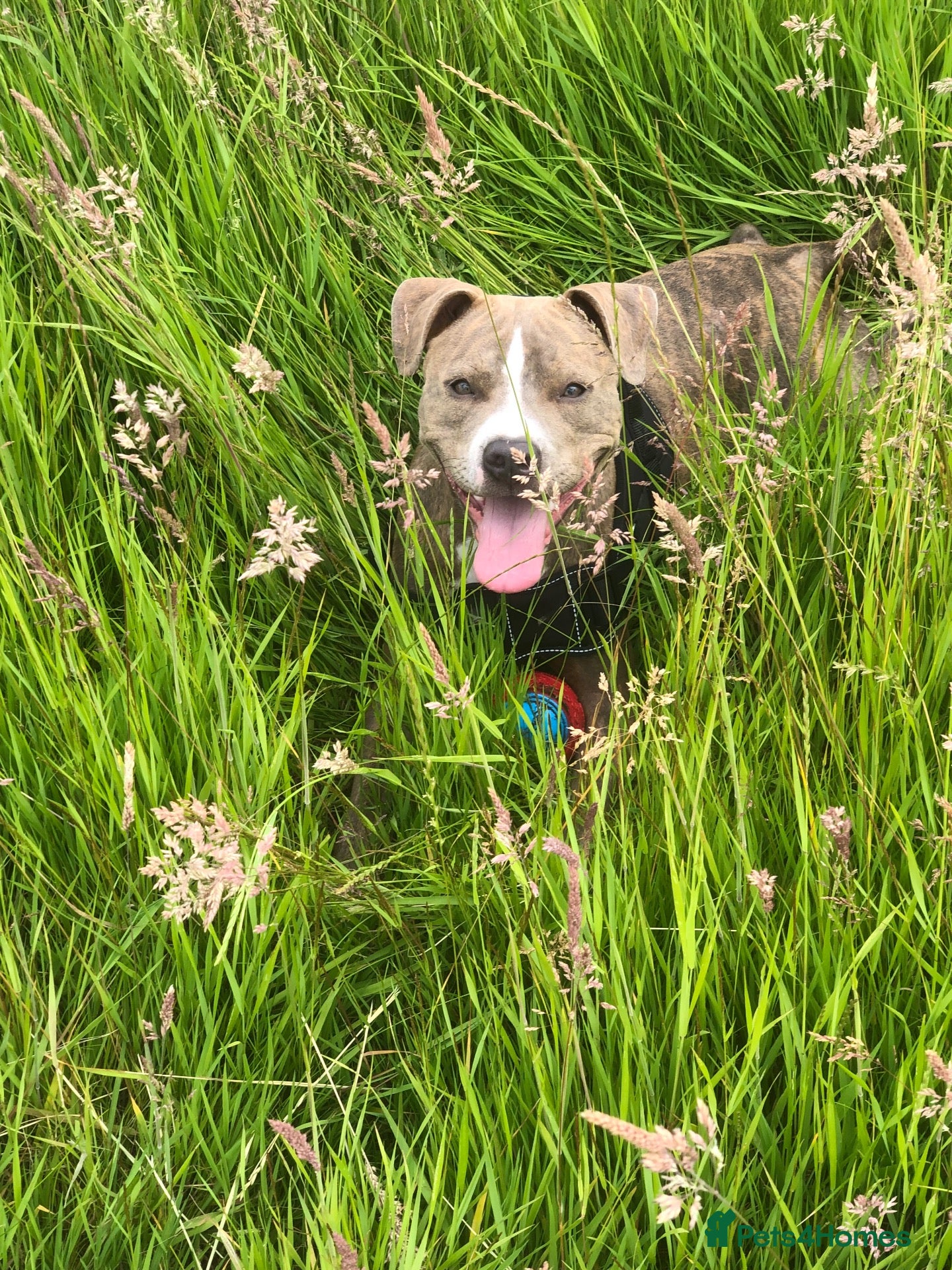 Mixed Breed dogs Staffie mix breed puppy’s for sale  - Advert 1
