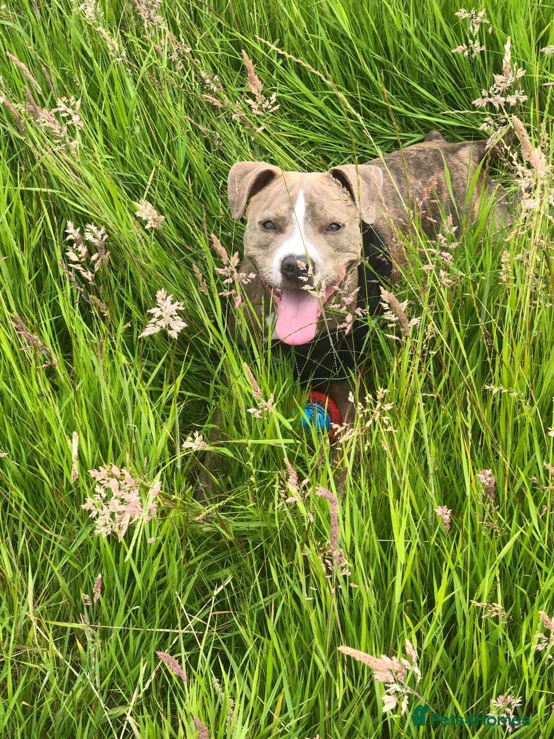 Mixed Breed dogs for sale: Staffie mix breed puppy’s for sale  in Coventry - Advert 1